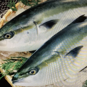 【氷温熟成仕立ての 極上寒ブリ】■大漁タイムセール用■追記をご覧ください