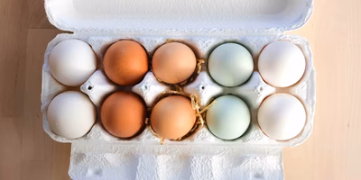 アローカナも烏骨鶏も！4色の卵セットを買ってみた
