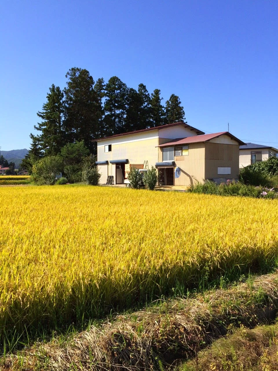 【令和5年新米】はえぬき玄米3キロ+白米5キロ　セット 山形県飯豊町産 