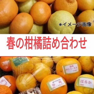 レア品付）ちょっと訳あり‼️2月から食べる柑橘❢5種春爛漫よくばりセット