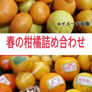レア品付）ちょっと訳あり‼️2月から食べる柑橘❢5種春爛漫よくばりセット