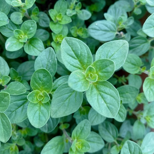 朝摘み 無農薬　オレガノ 10g フレッシュ ハーブ