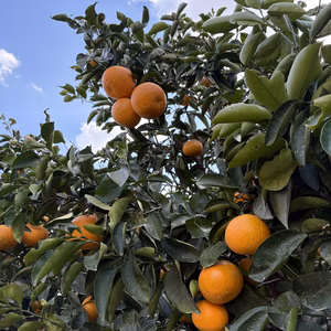 広島県原産　紅八朔（5kg）
