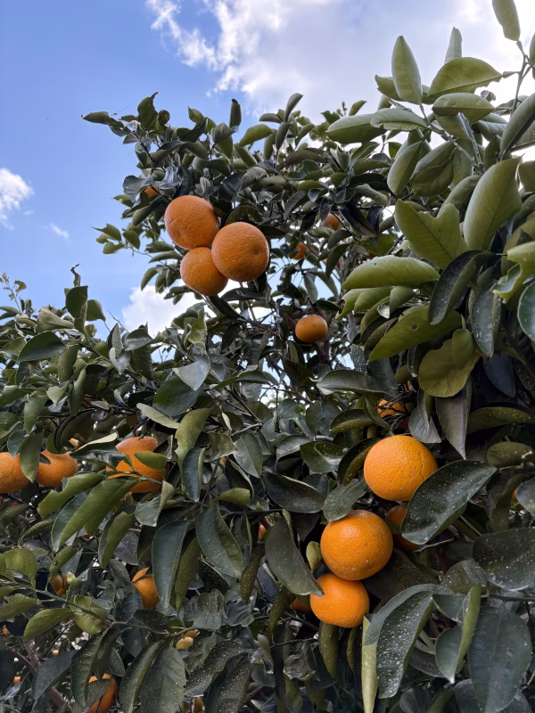 広島県原産　紅八朔（5kg）