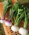 クール便でお届け！✨甘い✨ 雪下野菜セット‼️