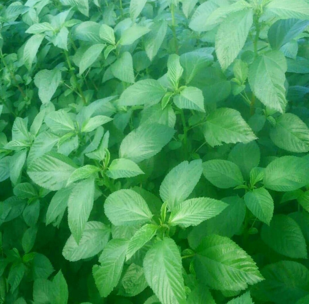 夏も菜っ葉 優しい夏の菜っ葉詰め合わせ ３種類 ５袋 農家漁師から産地直送の通販 ポケットマルシェ