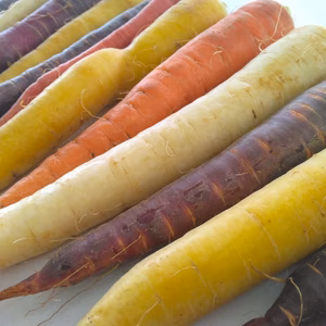 【3kg】元気な彩り！食卓が盛り上がる！カラフルにんじん《農薬・化学肥料不使用》