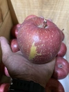 青森県産訳アリ【サンふじ】8〜10個売り3kg〜 