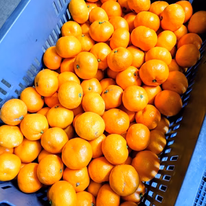 愛媛県産温州みかん 南柑20号 小玉 家庭用