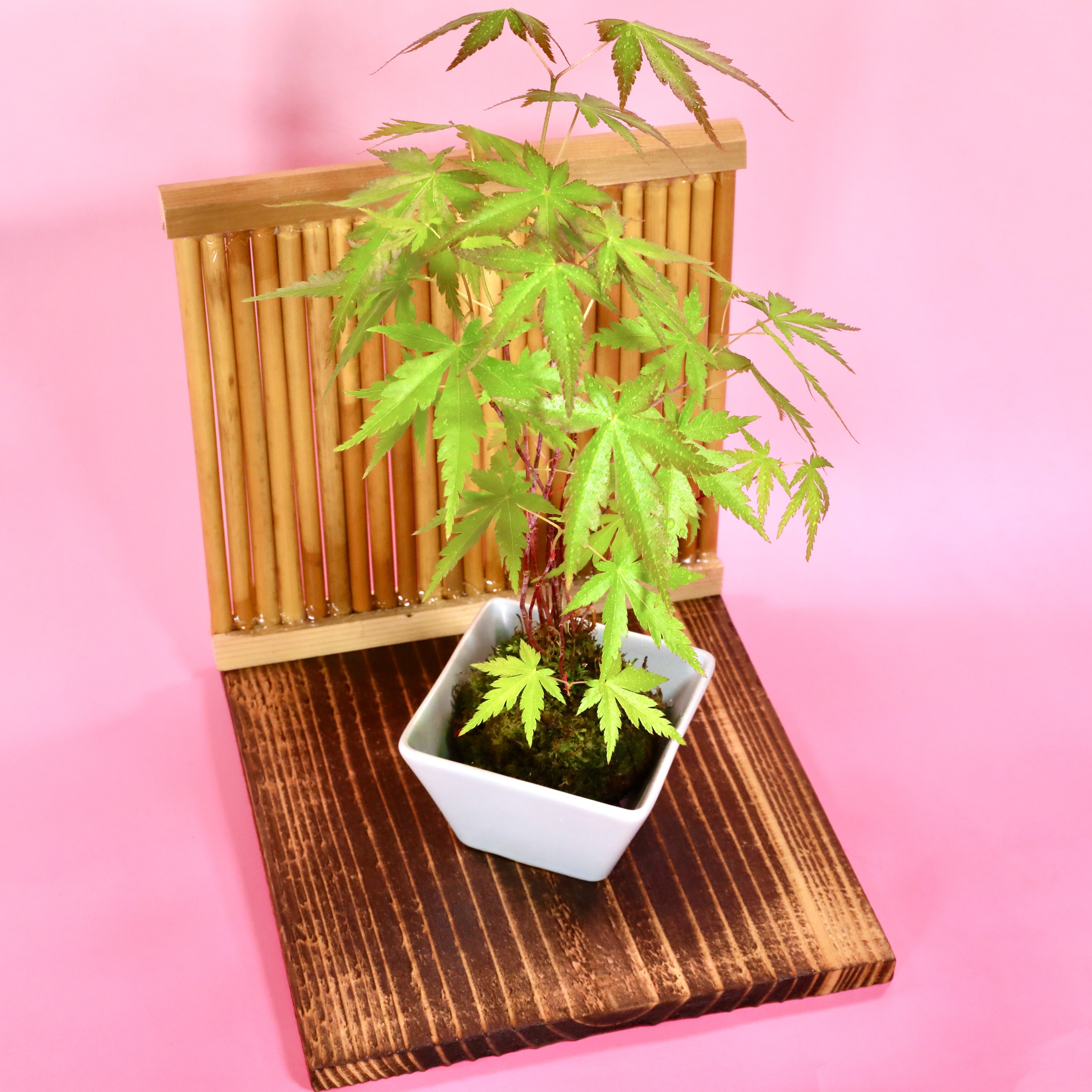 出猩々（でしょうじょう）もみじ】 樹高30㎝ 八方根張 鉢：常滑焼 山