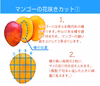 訳あり【樹上完熟】燦々マンゴー（沖縄県産）2.0kg～10kg