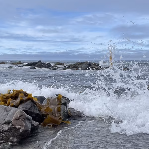 柔らかヘルシー食べる昆布！利尻昆布の『棹前昆布』