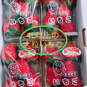 【予約販売特価】完熟紅ほっぺ、一粒が4L以上、 1箱 (1パック300g×4)