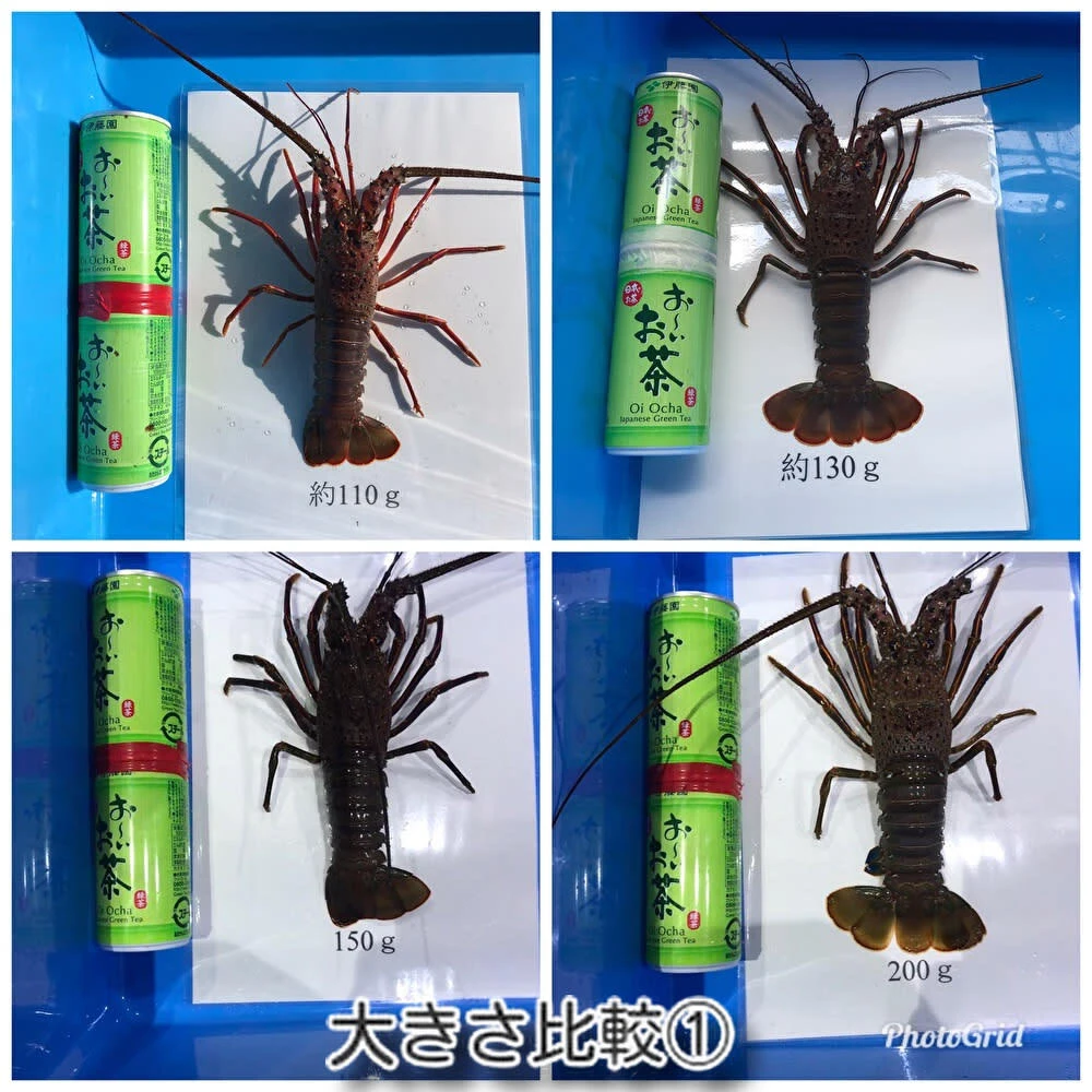 訳あり 千葉県産 活伊勢海老 小1キロ（6〜9匹）｜魚介類の商品詳細 ...