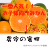 【週末発送】お子様向けみかん4.5kg【極早生】