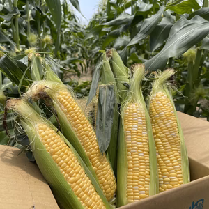 【6月下旬発送】あなたはどっち派??味来v極甘ドルチェドリーム 食べ比べセット