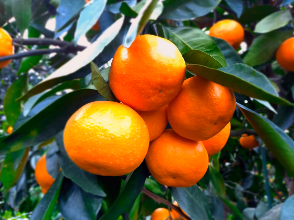 完熟薄皮濃い濃いみかん 中玉サイズ 