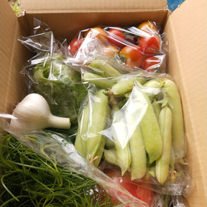 【農薬化学肥料不使用】✤常温✤季節の野菜ミニセット（北海道限定）