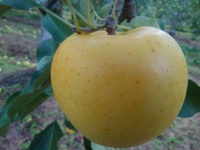 きおう 甘さと香りを楽しむシャキッとりんご 家庭用小玉 農家漁師から産地直送の通販 ポケットマルシェ