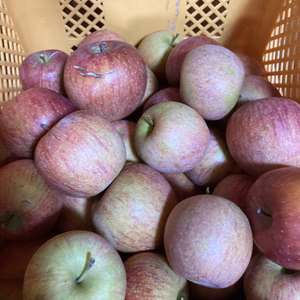 家庭用訳ありサンふじ5キロバラ詰　農薬半減栽培　