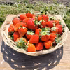 【採れたて】いちご【農薬化学肥料不使用】