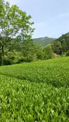【送料無料!】10本セット!かつて家康公が愛飲した山の浅蒸し茶『本山茶』