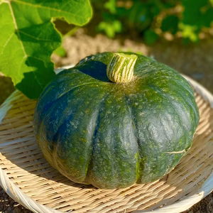 ★ほっこりした甘み、濃厚な味わい★ブラックのジョー[化学農薬・化学肥料不使用]