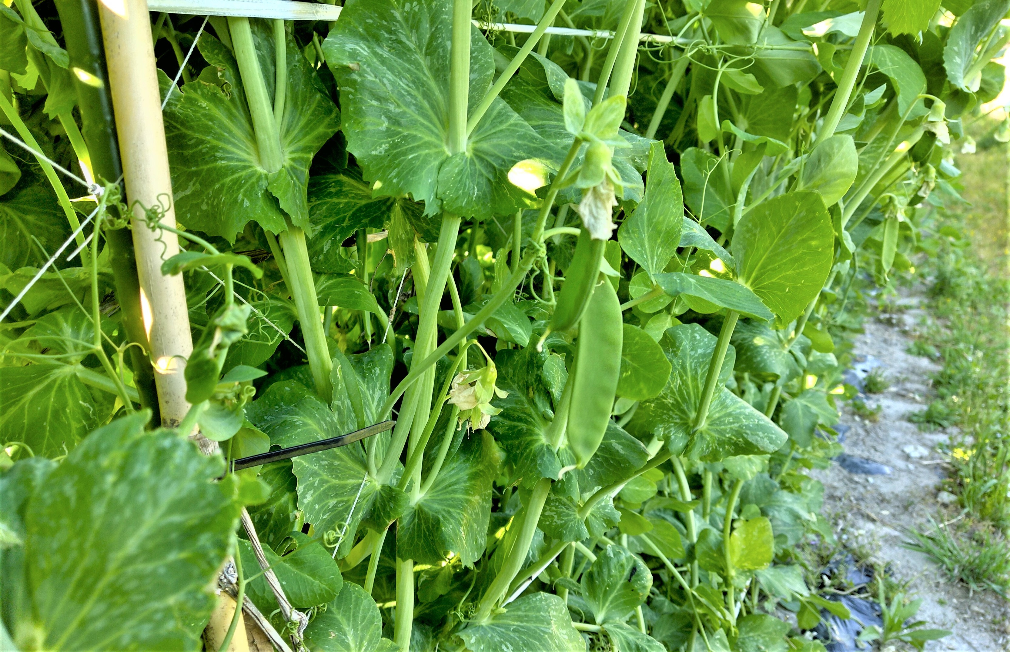 つくし 袴処理済み 250g - 野菜