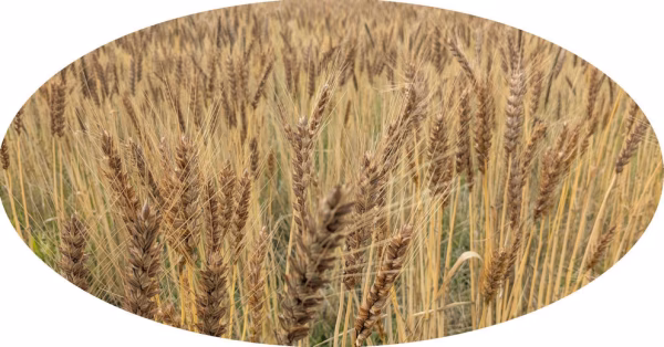 石臼で挽いた小麦粉　農林６１号　全粒粉500g