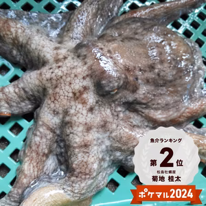 旨いマダコ　中小サイズ 1kから4ｋまであり真蛸 宮城県産 活〆発送です。