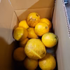 箱込約4.５㌔　河内晩かん 爆売 ４回びっくり？ 　見た目が日本一ヒドイ？？