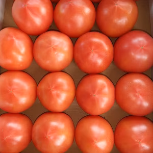 「クール冷蔵」発送。『ウクライナ支援企画』売上の一割を寄附します。大玉トマトです