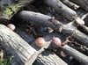 天然原木栽培　 香菇香信ミックス干し椎茸80g 2袋