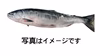 【幻の鮭】鮭児(ケイジ)知床羅臼産 現品限り