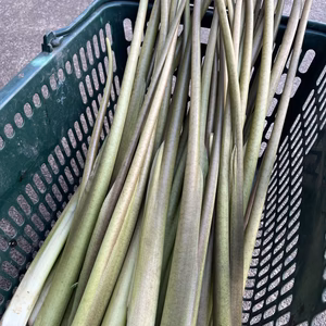 【訳あり】赤ずいき　煮物や干しずいきにおすすめ！