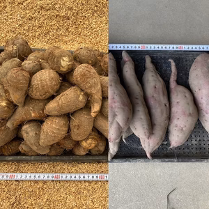【自然栽培】里芋 & さつまいも詰合せ（土垂と紅あずま）3kg、5kg、10kg