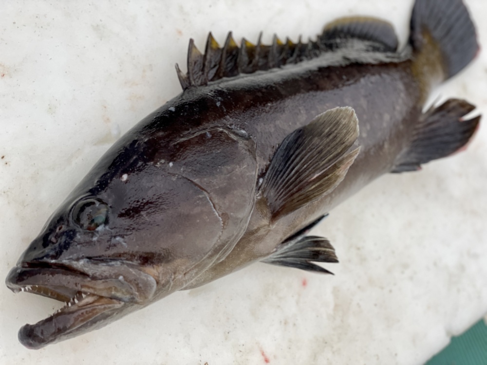 松島産 幻の天然クエ 1 9kg 農家漁師から産地直送の通販 ポケットマルシェ