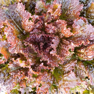 サニーレタス満杯詰め(およそ15株)