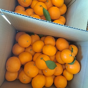 カラ♪三重県御浜町阿田和産☆濃厚カラ☆南紀カラマンダリン