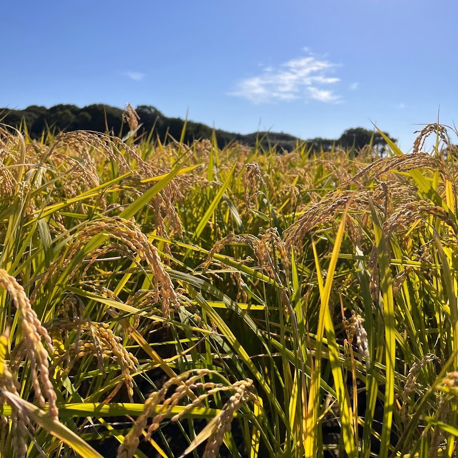 農家直送 ササニシキ 20キロ 農薬・肥料不使用・天日乾燥 - 米