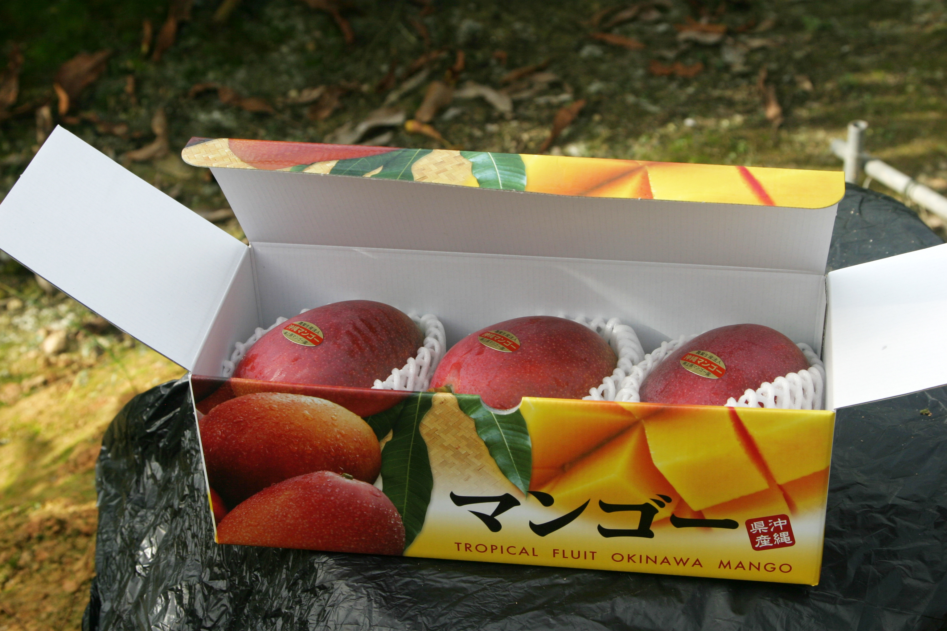 優品] 沖縄県産マンゴー 1.5kg｜果物の商品詳細｜ポケットマルシェ｜産直(産地直送)通販 - 旬の果物・野菜・魚介をお取り寄せ