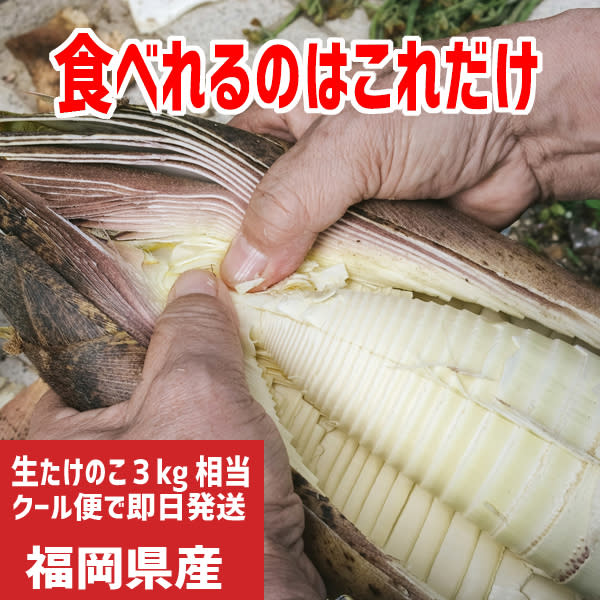 今季最終便 大釜湯がきたけのこ 1 5kg クール便 農家漁師から産地直送の通販 ポケットマルシェ