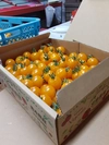 【なぉぺ様限定】ミニトマト黄色のみ1、2kg一箱とフルーツパプリカ1、5kgのセ