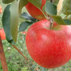 リンゴ＊シナノスイート＊自家用 5kg〜