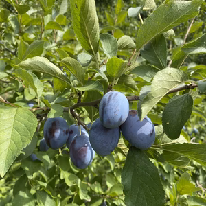 そろそろ収穫です❗ミラクルなフルーツ！　シュガープルーン（800g×2パック）