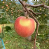 「ポケマルの木」のトキ♪早生ふじ♪ジョナゴールド♪王林♪サンふじ