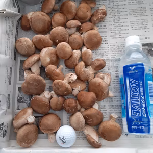 小さめ菌床椎茸約500ｇ「おまけ付き」