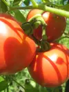 固定種・自然栽培・低温圧搾なたね油を使用した完熟トマトドレッシング【3本セット】