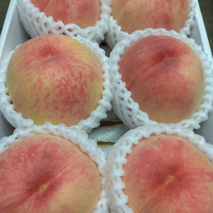 桃　中生品種の代表格　あかつき  BOX 