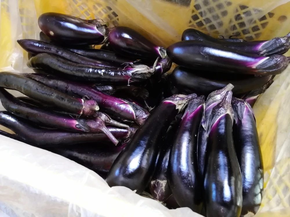 朝採り直送、季節の露地野菜セット(農薬不使用)